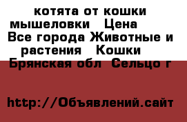 котята от кошки мышеловки › Цена ­ 10 - Все города Животные и растения » Кошки   . Брянская обл.,Сельцо г.